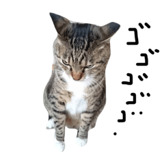 [LINEスタンプ] いつも怒ってる猫