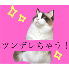 [LINEスタンプ] 関西弁やん。猫