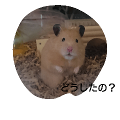The one of my home Hamster