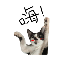 [LINEスタンプ] Cat. Lift