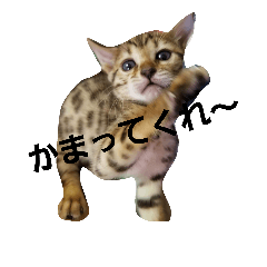 [LINEスタンプ] Mi-cat-beru