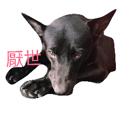 [LINEスタンプ] Taiwan blackDog