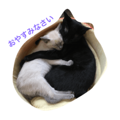 [LINEスタンプ] 黒猫ソソノ