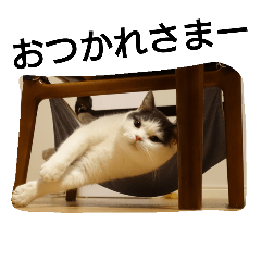 [LINEスタンプ] てん猫1