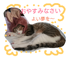 [LINEスタンプ] にゃん にゃん にゃん5