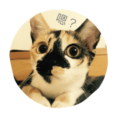 [LINEスタンプ] cat douhua