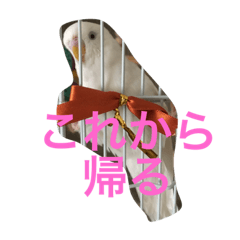 [LINEスタンプ] りんちゃんからのスタンプ