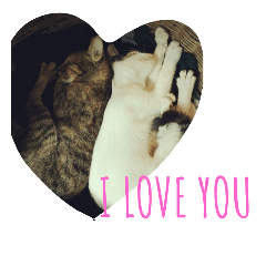 [LINEスタンプ] cat love you