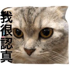 [LINEスタンプ] Well cat style II