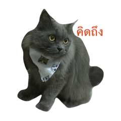 [LINEスタンプ] catVa