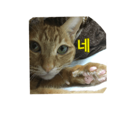 うちの猫 うみの写真スタンプ【韓国語版】2