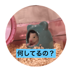 [LINEスタンプ] ハムちゃんスタンプ2