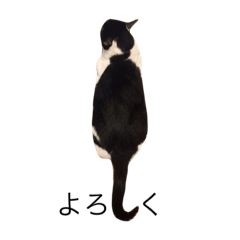 [LINEスタンプ] 白黒ねこのごろーさん②