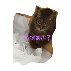 [LINEスタンプ] キブンネコ