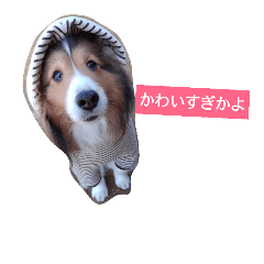 [LINEスタンプ] 大好きあくちん！