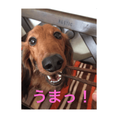 [LINEスタンプ] 愛犬サン君2