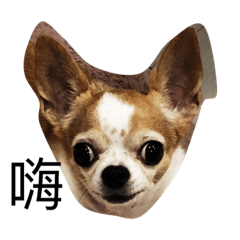 [LINEスタンプ] Chu chu  chihuahua