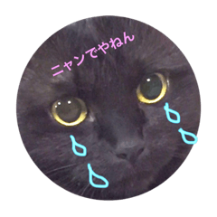 [LINEスタンプ] うニャ うニャ