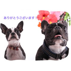 [LINEスタンプ] ふじぱ