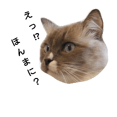 [LINEスタンプ] natsu hubu shii