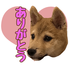 [LINEスタンプ] マメシバさすけ