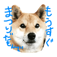 [LINEスタンプ] 柴犬かりんのスタンプ