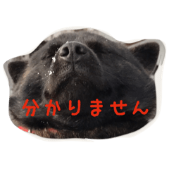 [LINEスタンプ] 甲斐犬あさちゃん2