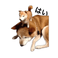 [LINEスタンプ] 猫ちゃんたちと犬