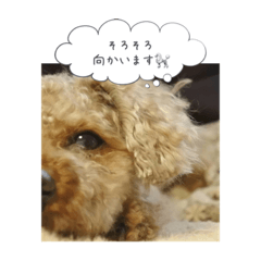 [LINEスタンプ] ふぃっと①