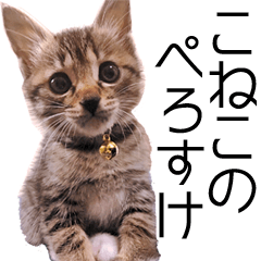 [LINEスタンプ] こねこのぺろすけ