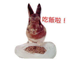 [LINEスタンプ] rabbit daily.