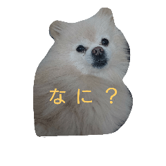 [LINEスタンプ] Pomeranians   Colon