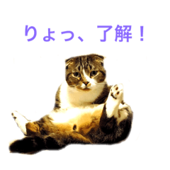 [LINEスタンプ] ぷうちゃんスタンプ