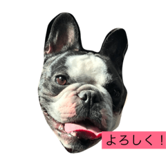 [LINEスタンプ] フレンチブルドックのひかる