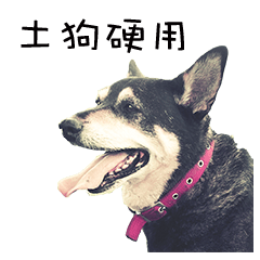 [LINEスタンプ] Canis lupus familiaris application