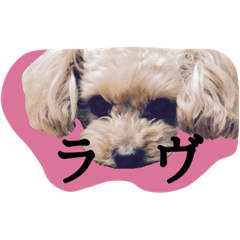 [LINEスタンプ] ウチの可愛いモコちゃん