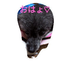 [LINEスタンプ] 愛犬みるちゃん日常スタンプ