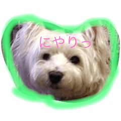 [LINEスタンプ] しろいぬよもたん