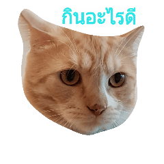 [LINEスタンプ] Cat no mood