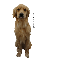 [LINEスタンプ] 犬と鳥