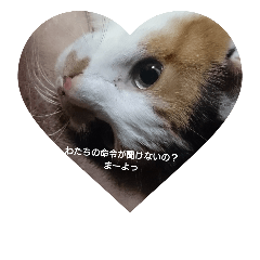 [LINEスタンプ] ねこねこのねこ