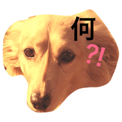 [LINEスタンプ] うちの犬さん