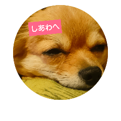 [LINEスタンプ] えりいぬ