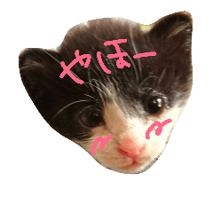 [LINEスタンプ] 子猫のじろにゃん