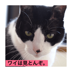 [LINEスタンプ] 猫じゃらしクラブ