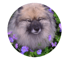 [LINEスタンプ] Keeshond