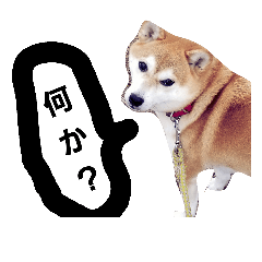 [LINEスタンプ] shiba yuki's days