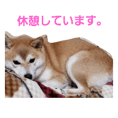 [LINEスタンプ] shiba yukichang familys