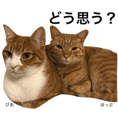 [LINEスタンプ] ほっぷとびあ