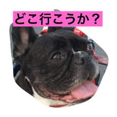 [LINEスタンプ] フレンチブルドッグ 華ちゃんの日常